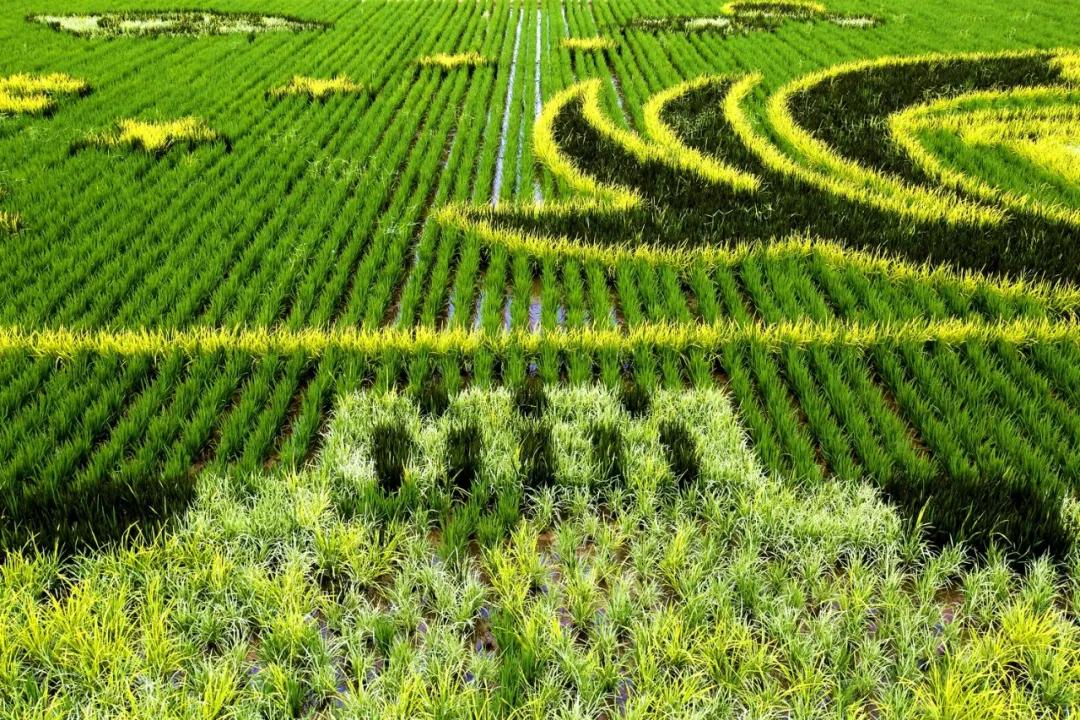 津门网金熙男：最美的稻田