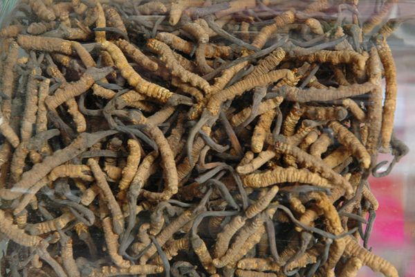 冬虫夏草高价回收,冬虫夏草回收价格明细表