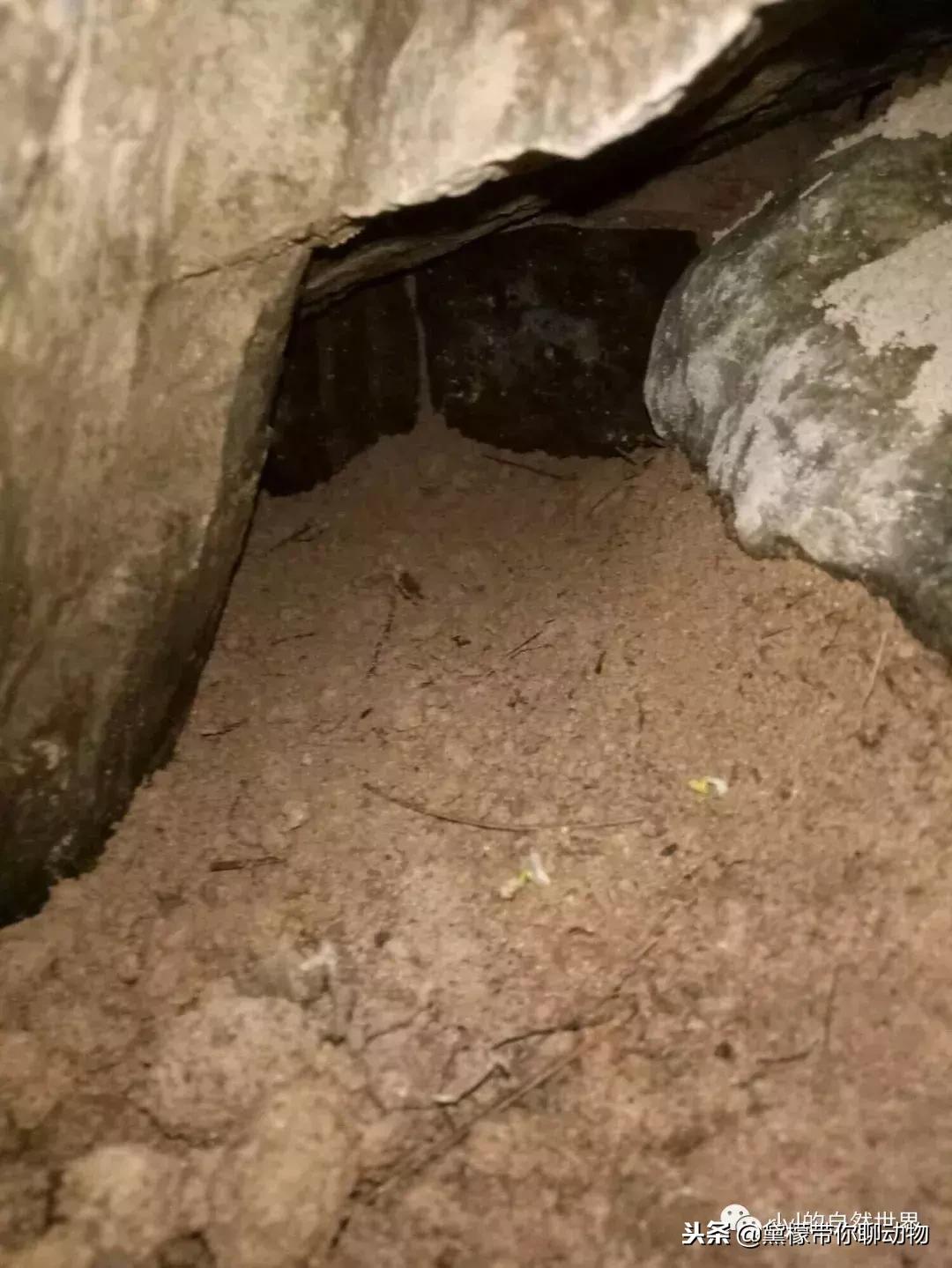 丛林造景黄缘龟池设计图大全,龟宝宝黄缘龟生态缸造景教程