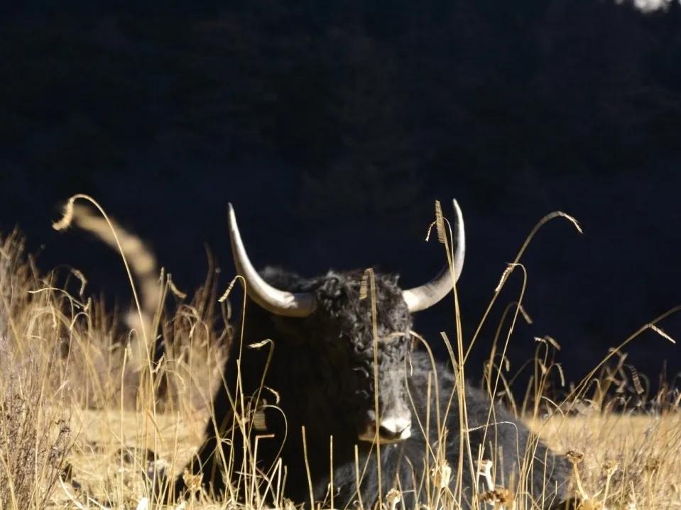 稻城亚丁一个让人魂牵梦绕的地方,稻城亚丁最接近天堂的地方
