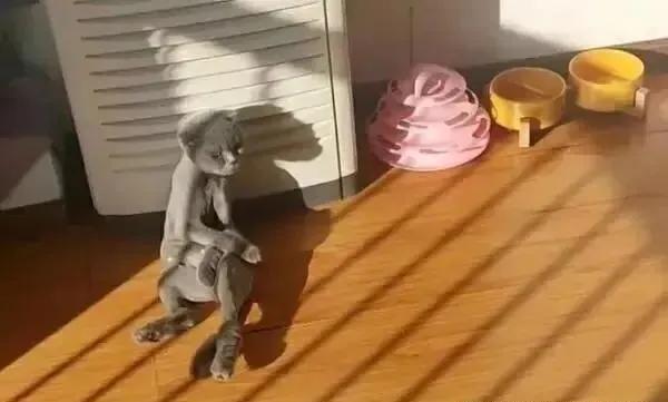 主人嫌猫咪太掉毛把毛剃了,主人以为橘猫很胖结果喂得少