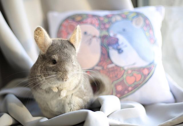 龙猫原创漫画全集 (龙猫漫画视频)