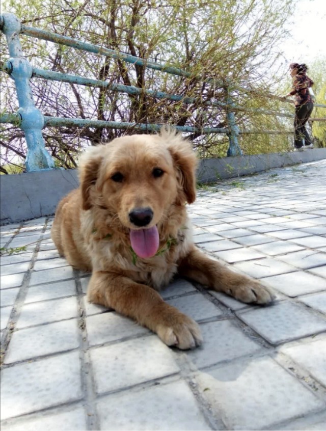 狗狗细小病用什么药治疗,我家狗狗细小好后成了贫血怎么办