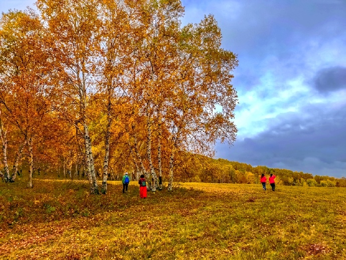 秋季最美的白桦林风景,坝上草原白桦林秋色图片