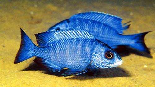 南美慈鲷,慈鲷有黑色的吗