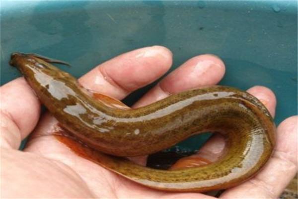 女孩子把异物放在身体里后果,把异物塞进肚子里会怎样