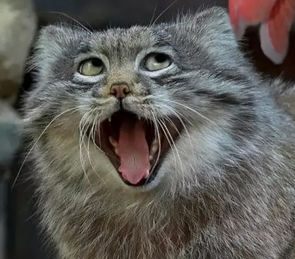 这些“高仿猫”天团，你见过几个？