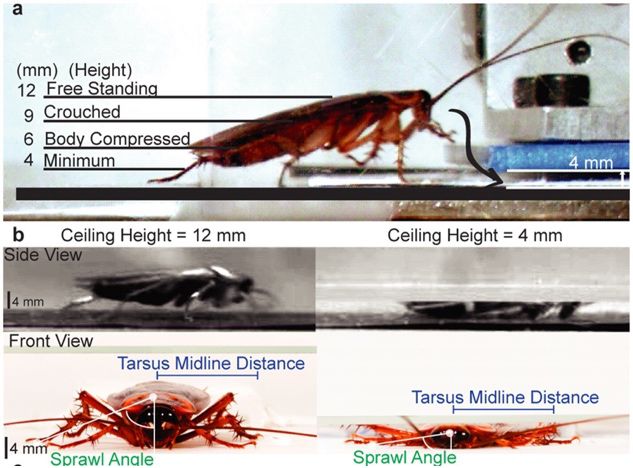 你家的蟑螂再狡猾也躲不过这一招,有没有什么解决蟑螂的小妙招