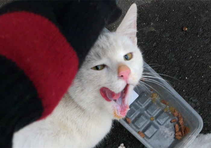 养猫发现有小飞虫,换季养猫注意事项千万别害了猫命