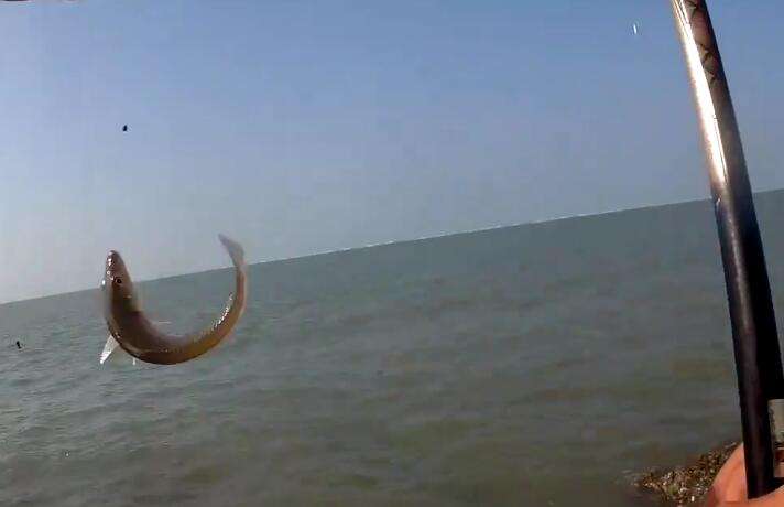 海边钓鱼钓不着怎么办,体会不到台钓的快乐