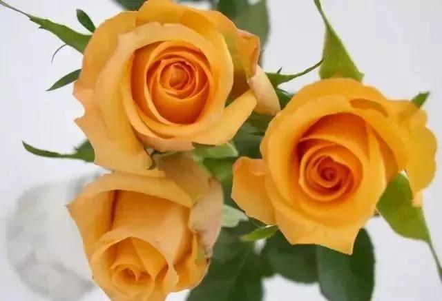 玫瑰花有哪些品种,玫瑰花有哪些品种大全