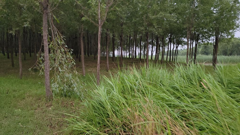 泉城玉符河，著名垛田柳树林，盛产截柳龟，你可摸过？