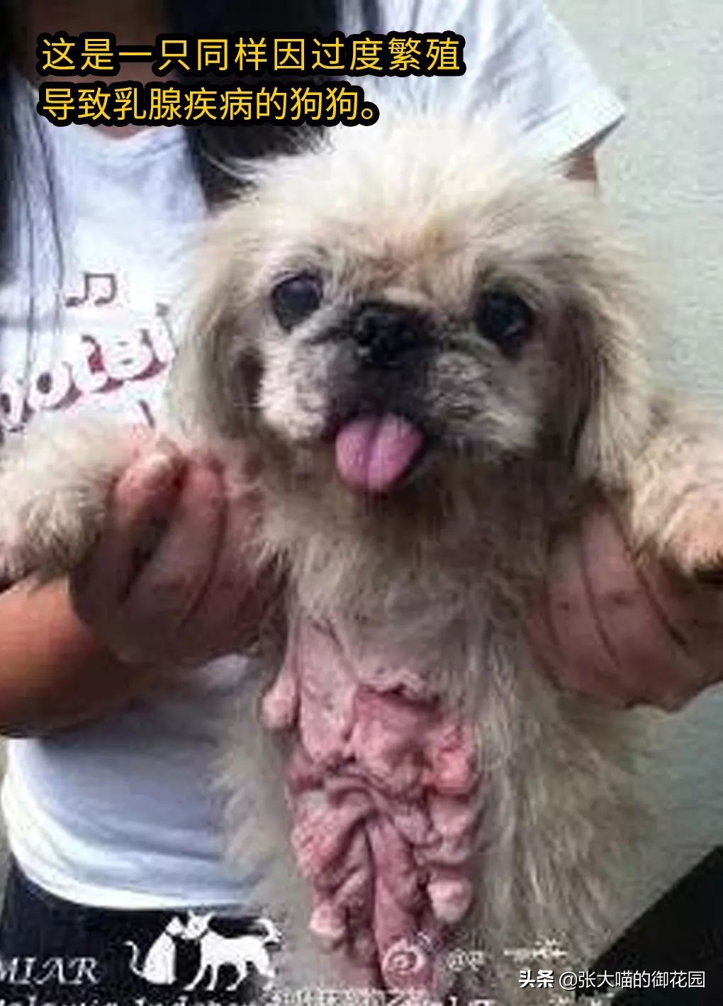 不让猫生小猫的方法,让不让猫咪生孩子