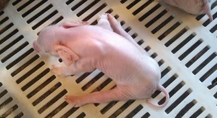 养猪生产中仔猪八字腿的处理措施,刚生仔猪八字腿怎么回事