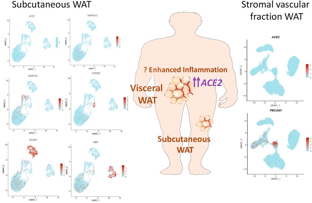 研究covid-19可在体内存活超一年,covid-19是被谁命名的