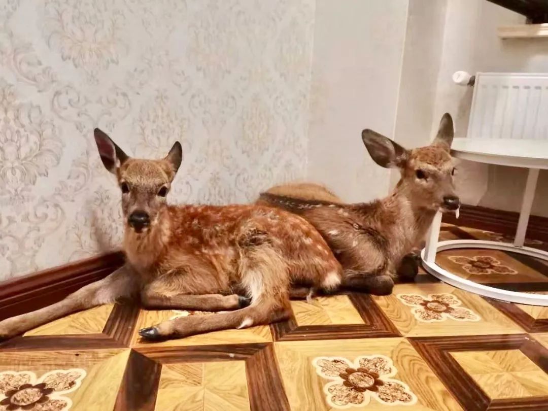 2019宠物排名,2022宠物排行榜