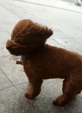 泰迪犬身上长皮屑是什么原因,泰迪狗身上一般会长哪些虫子