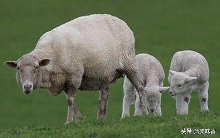 羊疫病的症状,羊疫怎样防治