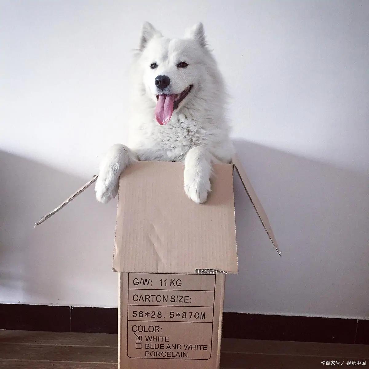 关于萨摩耶你不知道的冷知识