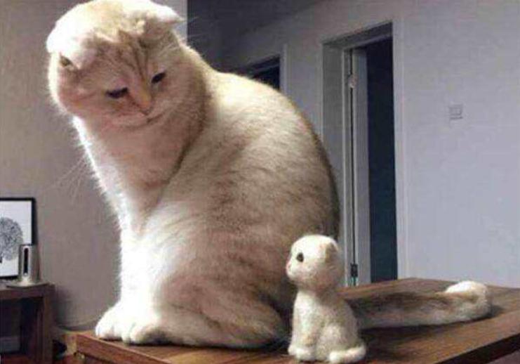 猫毛会被婴儿吸进肺部吗,家人对猫毛过敏能养猫吗