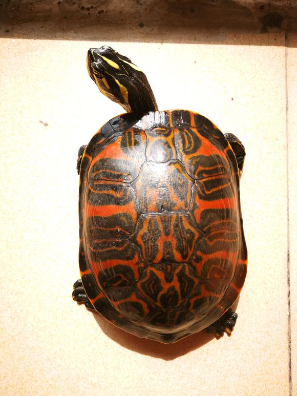 巴西龟的兄弟,巴西龟的辨认方法