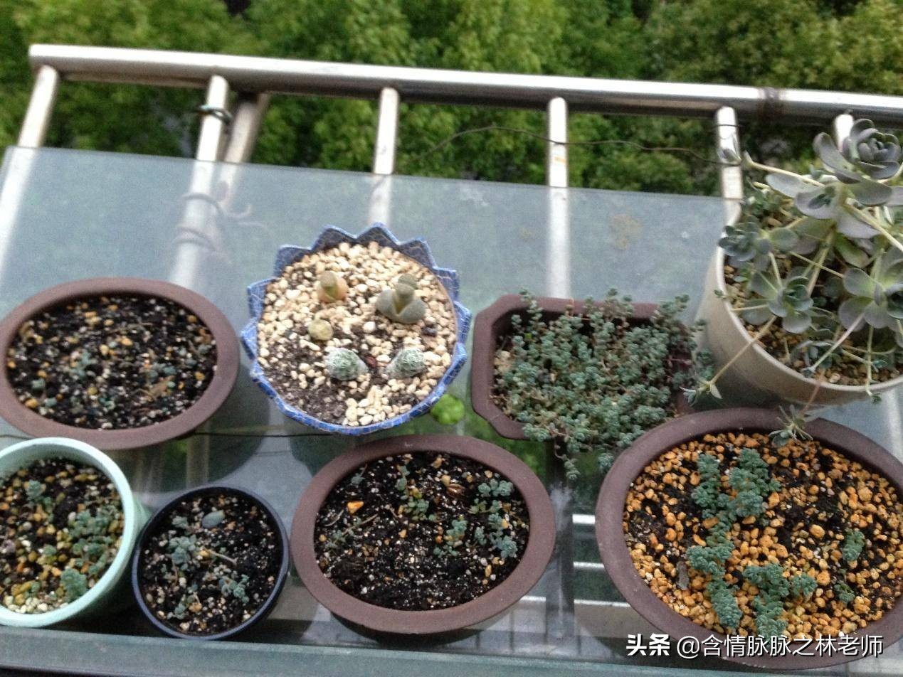 家里植物长得不好有什么说法,家里什么植物都养不好是什么原因
