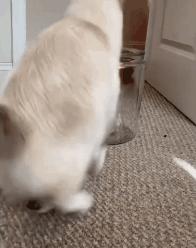 奇怪的知识增加了！猫咪简直就是液体做的