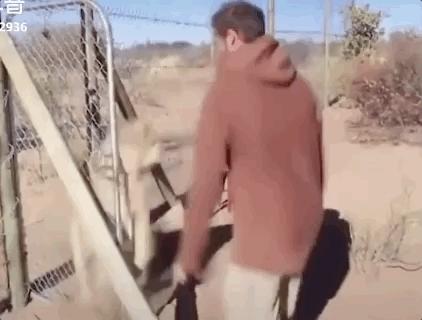 海豚“杰克”在暗礁海域为船只引航41年,爱让我们更懂得善待生命