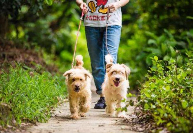 狗狗一出笼子就兴奋乱跑怎么训练,狗狗出门乱跑不跟随主人怎么办