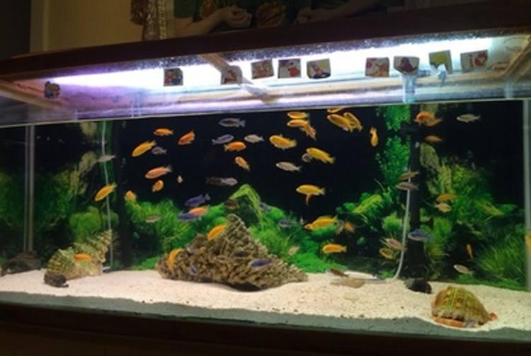 金鱼为什么养着养着就变了颜色,金鱼怎么养才能越来越红