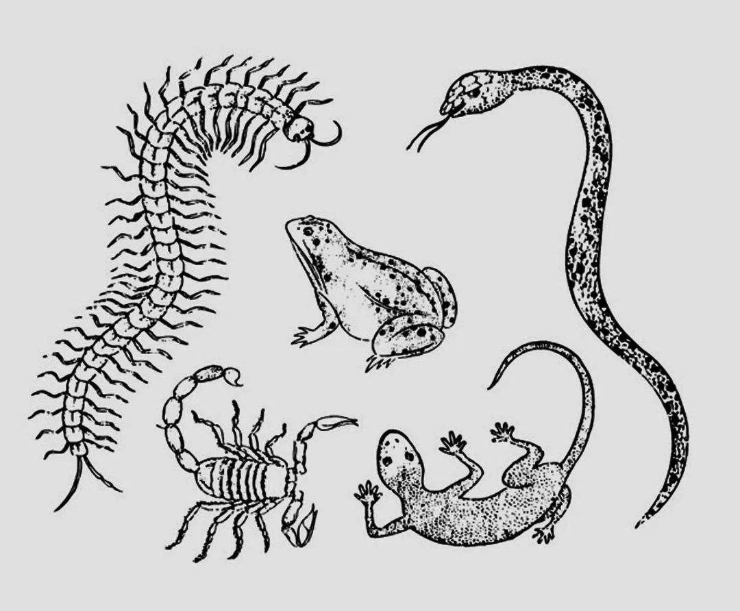 壁虎无毒为什么会算在五毒中,壁虎是不是在五毒中毒性最小