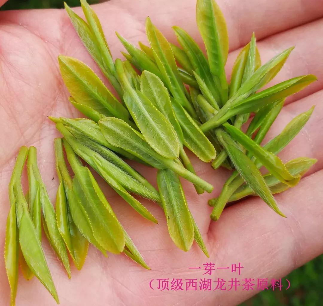 茶知识茶叶采摘推荐,手工采摘茶叶多少钱1斤