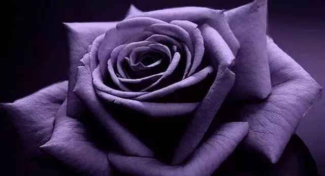 一万年一次的2020520;一起认识100种玫瑰~别送错啊