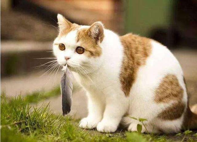 猫咪免疫介导性溶血死亡率,猫咪免疫性疾病