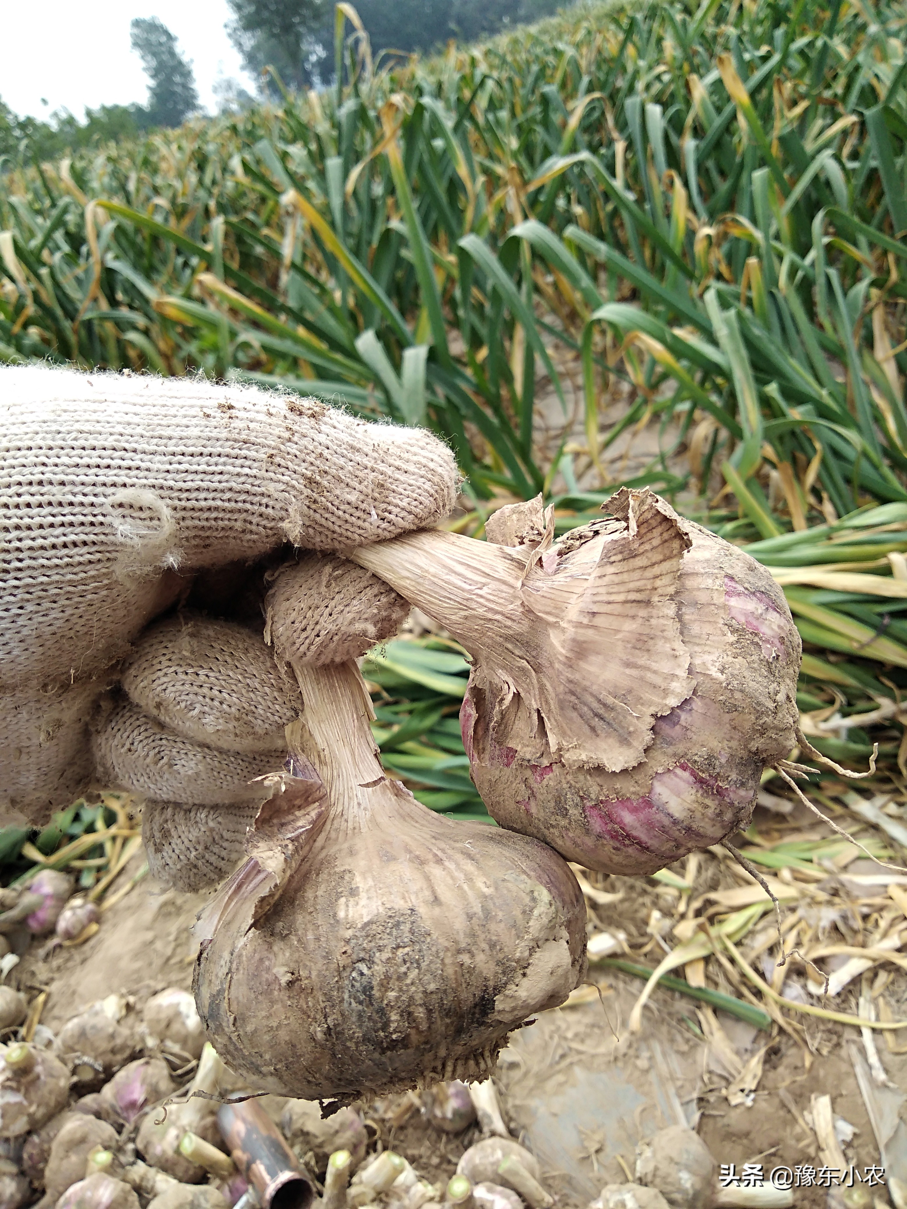 大蒜收获后怎么晾晒,大蒜收获了怎么晾晒