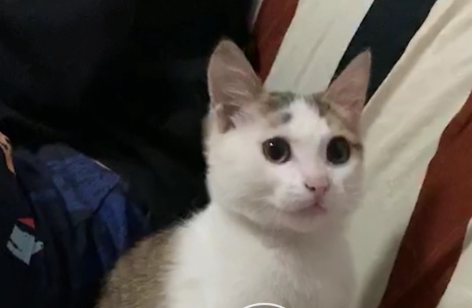 如何挑选猫粮成分安全,怎样挑选猫粮最好