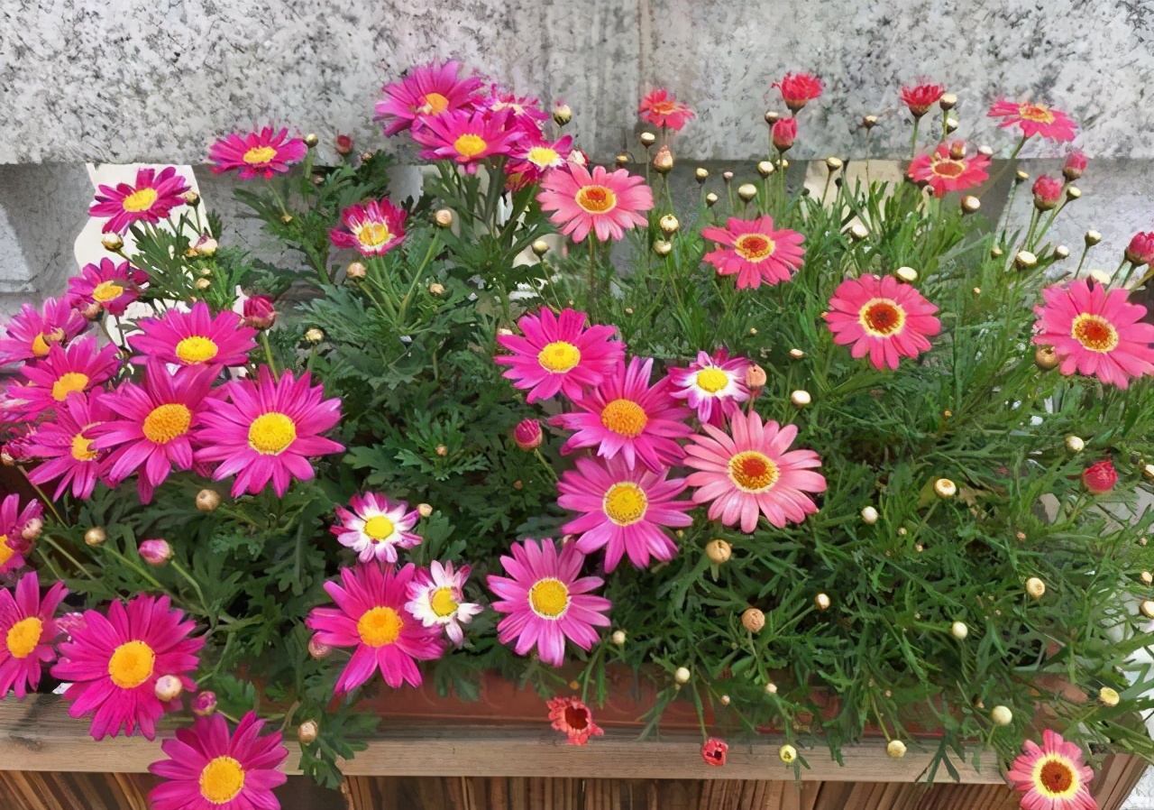 十大名贵花卉家庭盆栽易养活,5款艳美的花卉盆栽