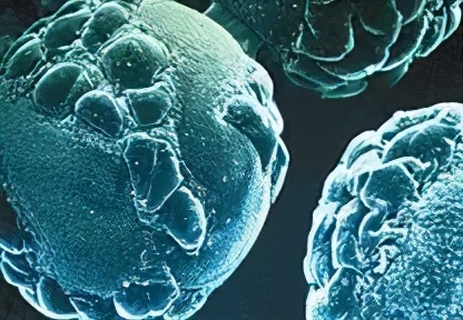 马齿苋治疗疱疹后遗神经痛吗,长了疱疹后遗神经痛多久复发