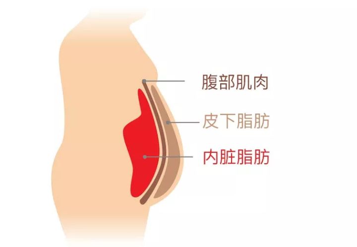 经常都在使用的健康码你了解吗,经常用的体重秤