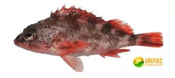 舟山4月份海鲜攻略,舟山海鲜代加工攻略