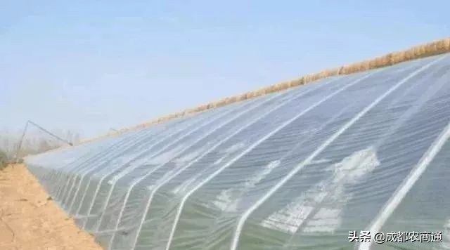 种植火龙果的视频,火龙果的种植技术主蔓何时打顶