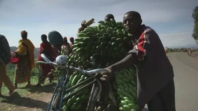 非洲黑哥爱用“二八大杠”运香蕉,时速60公里都不捏刹车