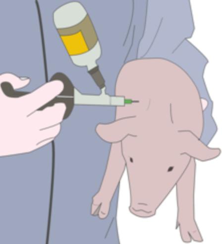 兽医新手该如何给猪打针,老兽医怎么给母狗绝育