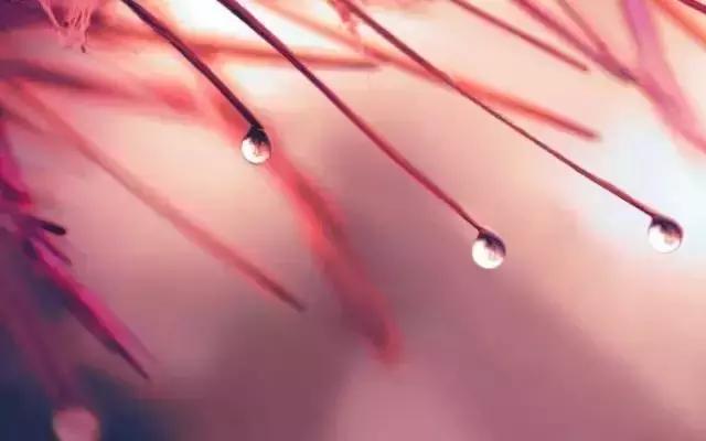 赞美且以深情共白头的诗句,愿有岁月回首且以深情共白头的诗