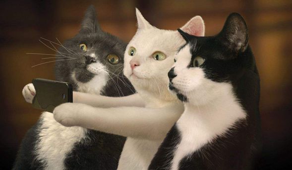 猫咪动作非常缓慢,猫咪动作异常