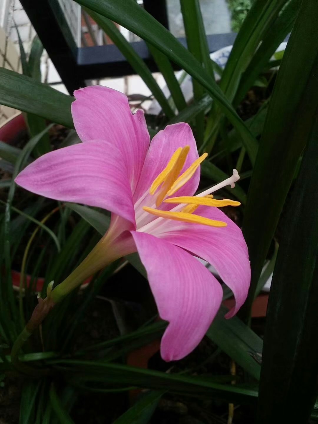 铃兰的网名,铃兰有关的网名