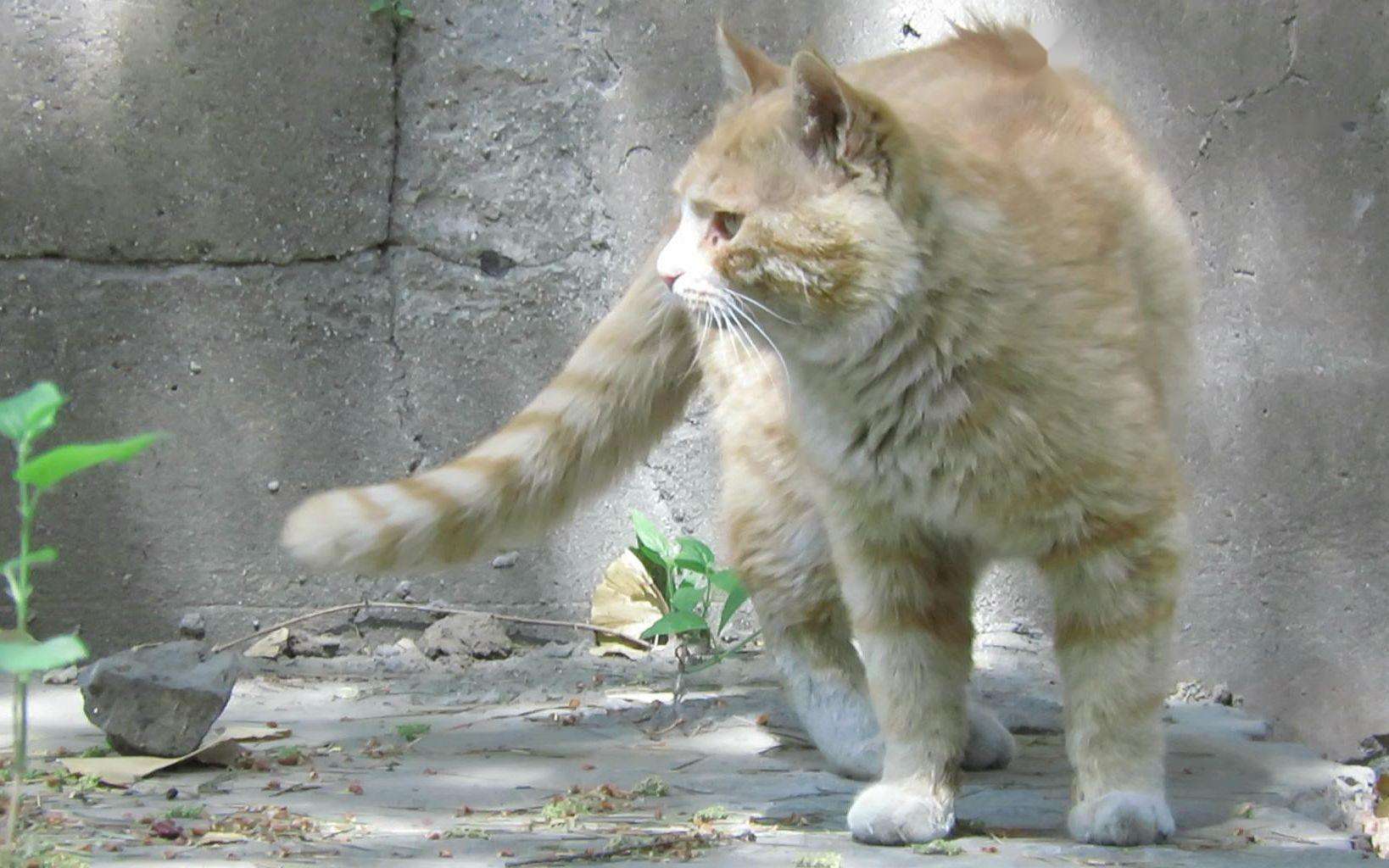 猫咪爱到处乱钻会容易生病吗,猫咪为什么会老是乱跑乱撞