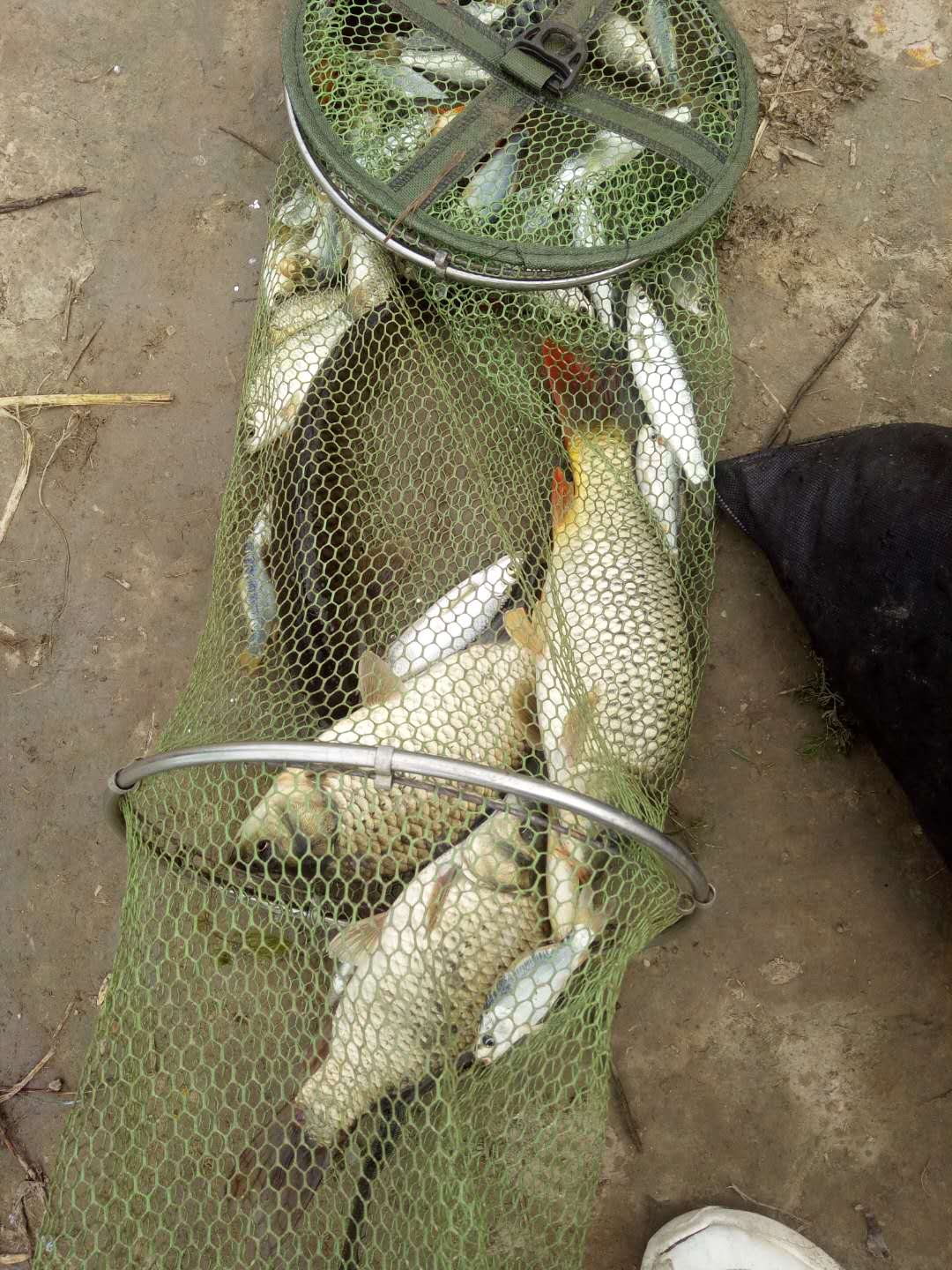 迷恋垂钓乐趣,迷恋清晨的感觉