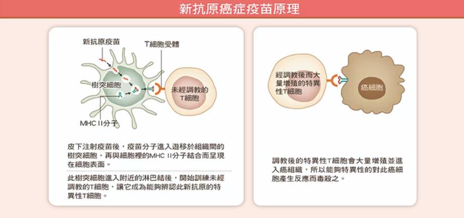 下一个可能攻克的癌症疫苗,德国抗癌疫苗最新消息何时临床