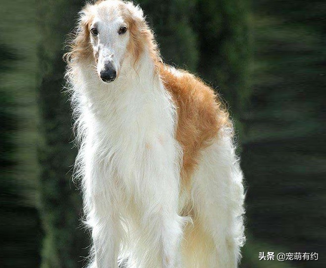 最好看的苏俄猎狼犬,最奇葩的爱尔兰猎狼犬